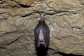 Greater Horseshoe Bat ( Rhinolophus ferrumequinum) Royalty Free Stock Photo