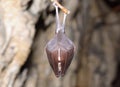 Greater horseshoe bat( Rhinolophus ferrumequinum) Royalty Free Stock Photo