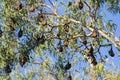 Greater Indian Fruit Bats or Indian Flying Fox hanging on Tree Royalty Free Stock Photo