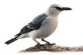 Greater Jackdaw, Corvus major, in front of white background generative AI animal ai