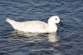 Greater Kelp Goose, Falkland Islands, Malvinas