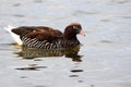 Greater Kelp Goose female, Falkland Islands, Malvinas