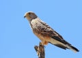 Greater Kestrel Royalty Free Stock Photo