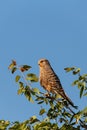 Greater kestrel, Etosha, Namibia safari wildlife Royalty Free Stock Photo