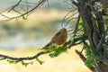 Greater kestrel, Etosha, Namibia safari wildlife Royalty Free Stock Photo