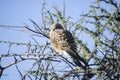 Greater Kestrel Royalty Free Stock Photo