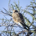 Greater Kestrel Royalty Free Stock Photo