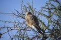 Greater kestrel (Falco rupicoloides) in Etosha national park, Namibia Royalty Free Stock Photo