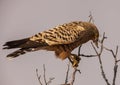 Greater Kestrel Falco rupicoloides having lunch. 2 Royalty Free Stock Photo