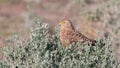 Greater kestrel (Falco rupicoloides) Royalty Free Stock Photo