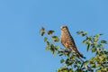 Greater kestrel, Etosha, Namibia safari wildlife Royalty Free Stock Photo