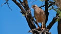 Greater kestrel falcon bird with brown plumage sitting on a tree in Kalahari desert, Etosha National Park. Royalty Free Stock Photo