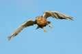 Greater kestrel in flight with open wings Royalty Free Stock Photo