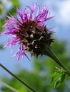 Greater knapweed Royalty Free Stock Photo