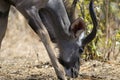 Greater kudu Royalty Free Stock Photo