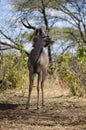 Greater kudu Royalty Free Stock Photo