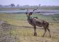 Greater kudu