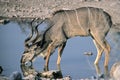 Greater kudu