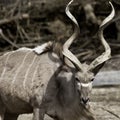 Greater Kudu