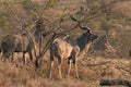 Greater Kudu