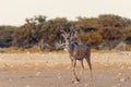 Greater kudu Africa safari wildlife and wilderness Royalty Free Stock Photo