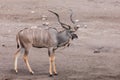Greater kudu Africa safari wildlife and wilderness Royalty Free Stock Photo