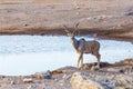 Greater kudu Africa safari wildlife and wilderness Royalty Free Stock Photo