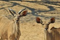 Greater Kudu Antelope - African Wildlife Background - Eating Fun