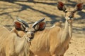 Greater Kudu Antelope - African Wildlife Background - Funny Nature