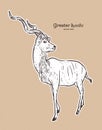 Greater kudu antelope, hand drawn vector illustration Royalty Free Stock Photo