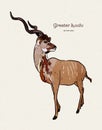 Greater kudu antelope, hand drawn vector illustration Royalty Free Stock Photo