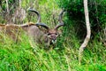 Greater Kudu antelope male with the long spiral horns ion pasture in South Africa Royalty Free Stock Photo