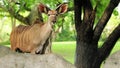 Greater Kudu Antelope (short horns)