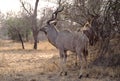 Greater Kudu bull Royalty Free Stock Photo