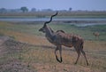 Greater kudu bull