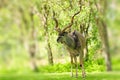 Greater Kudu bull