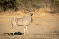 Greater Kudu Bull antelope, Kruger Park, South Africa Royalty Free Stock Photo
