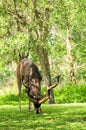 Greater Kudu bull eating