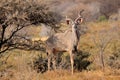 Greater Kudu bull