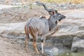 Greater kudu bull, Tragelaphus strepsiceros, drinking water Royalty Free Stock Photo