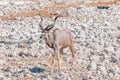 Greater kudu bull, Tragelaphus strepsiceros, walking between white calcrete rocks