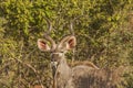 Greater kudu in the bush in Kruger Park, South Africa Royalty Free Stock Photo