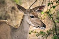 Greater kudu close-up