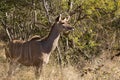 Greater Kudu cow - Tragelaphus strepsiceros