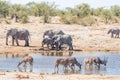 Greater kudu cows and bulls drinking with elephants in back