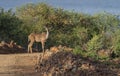 Greater Kudu crossing the road near lake Bogoria, Kenya, Royalty Free Stock Photo