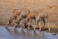 Greater Kudu in Etosha National Park, Namibia Royalty Free Stock Photo