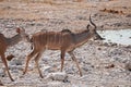 Greater Kudu in Etosha National Park, Namibia Royalty Free Stock Photo