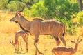 Greater kudu Family Royalty Free Stock Photo