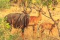 Greater kudu family Royalty Free Stock Photo